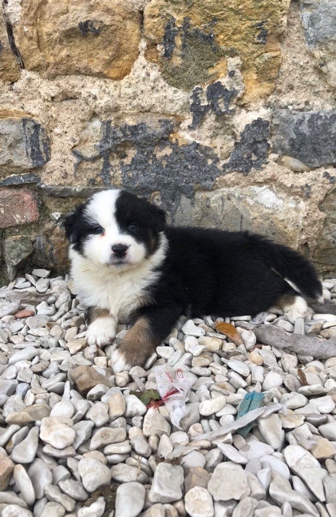 chiot Berger Australien du Clos Felagund