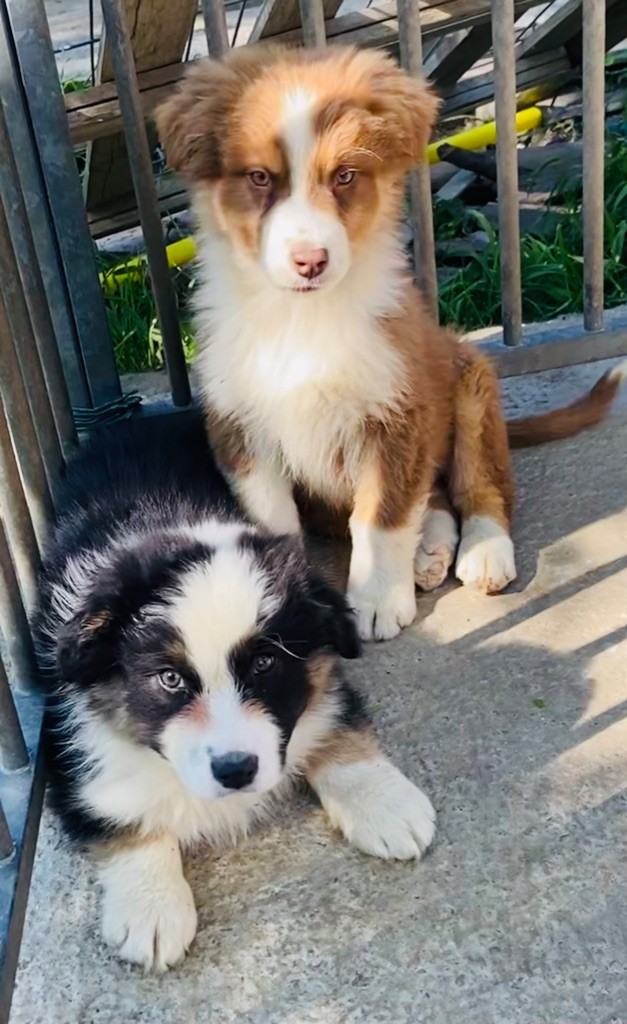 chiot Berger Australien du Clos Felagund