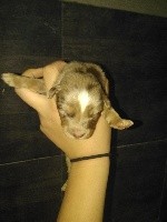 CHIOT