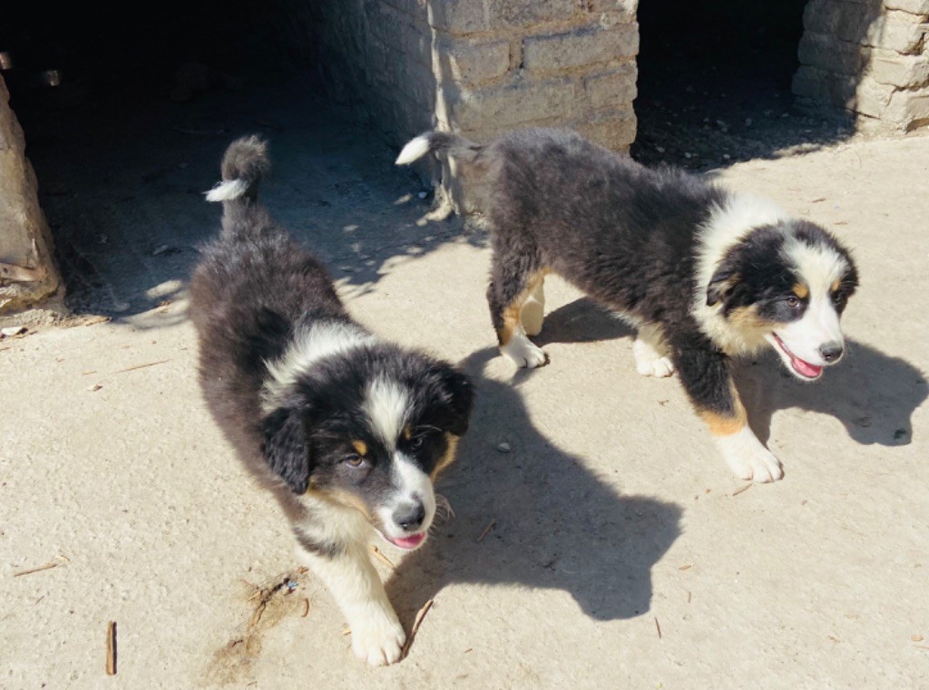 chiot Berger Australien du Clos Felagund