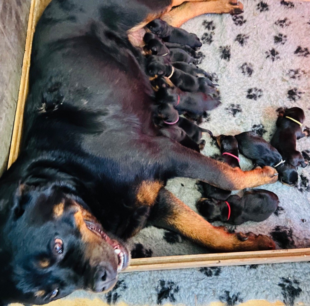 du Clos Felagund - Nos premiers bébés sont nés ?