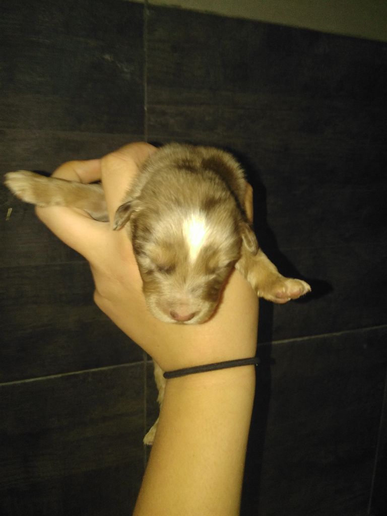 du Clos Felagund - Berger Australien - Portée née le 31/05/2018