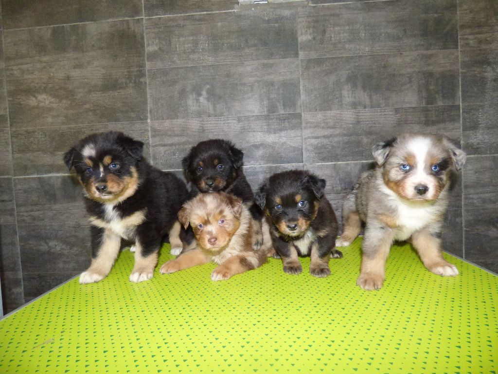 Chiot Berger Australien du Clos Felagund
