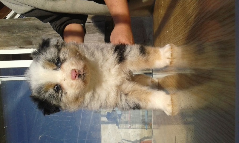 du Clos Felagund - Berger Australien - Portée née le 08/11/2015