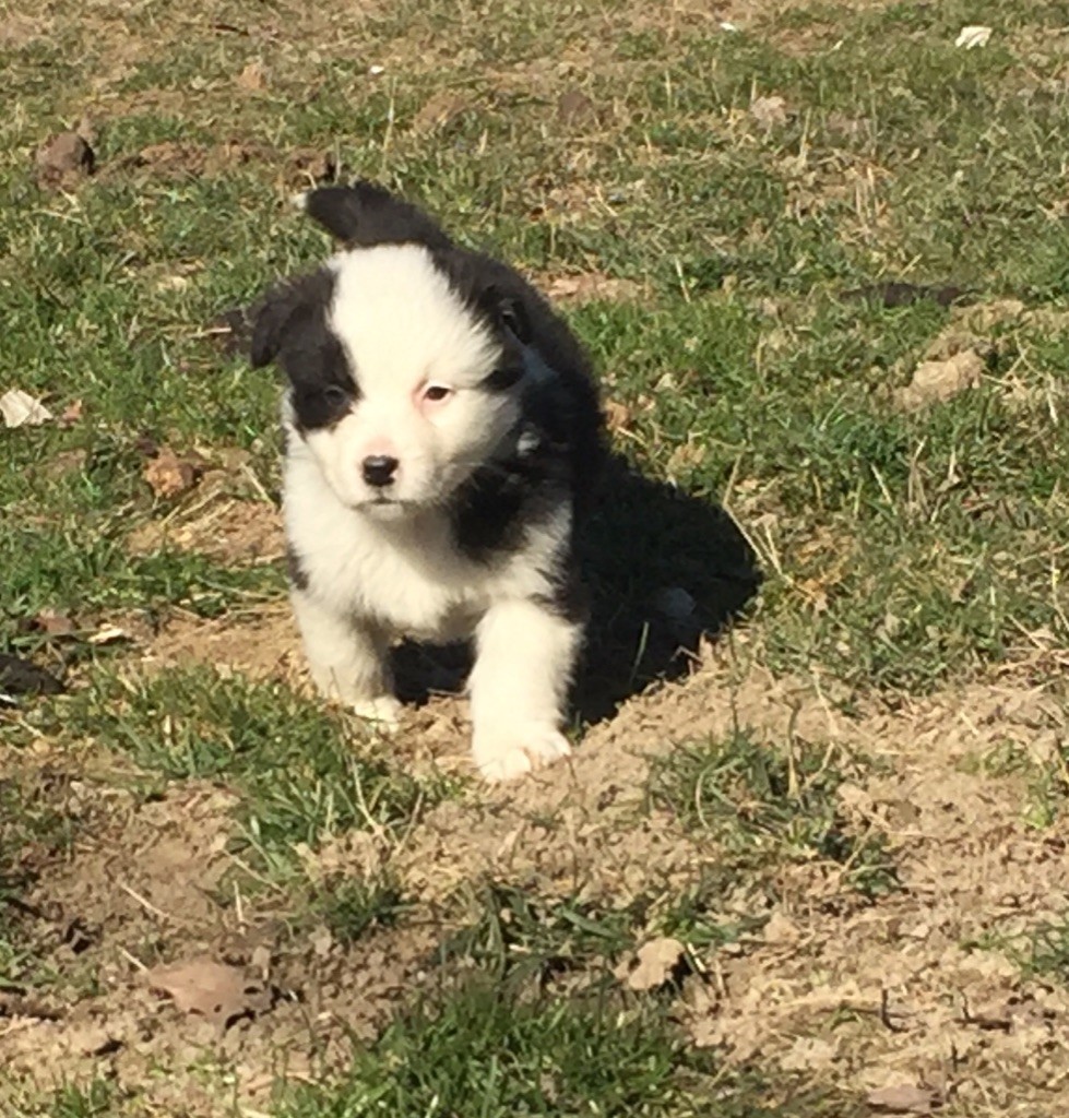 du Clos Felagund - Berger Australien - Portée née le 06/01/2019