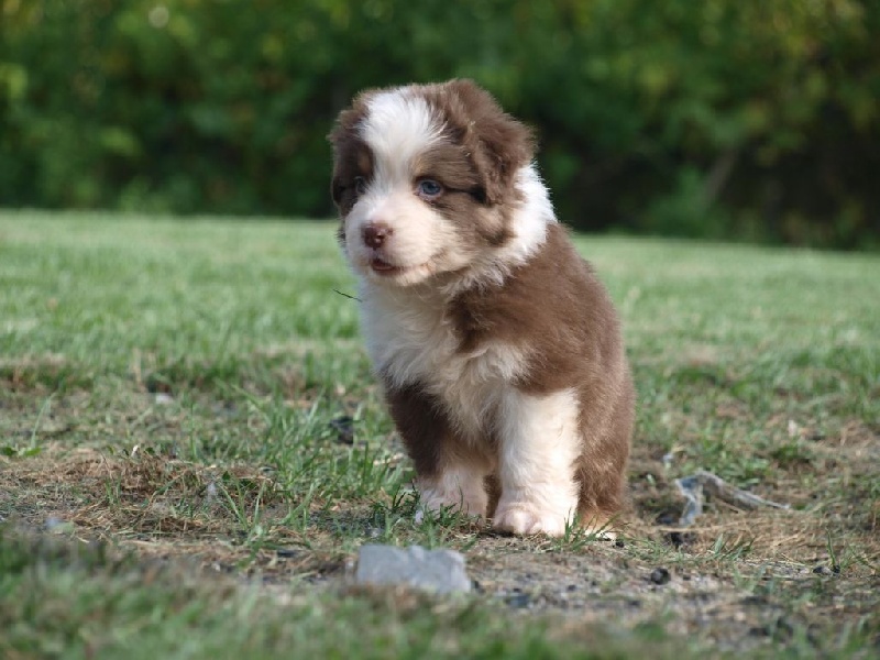 du Clos Felagund - Berger Australien - Portée née le 01/08/2014